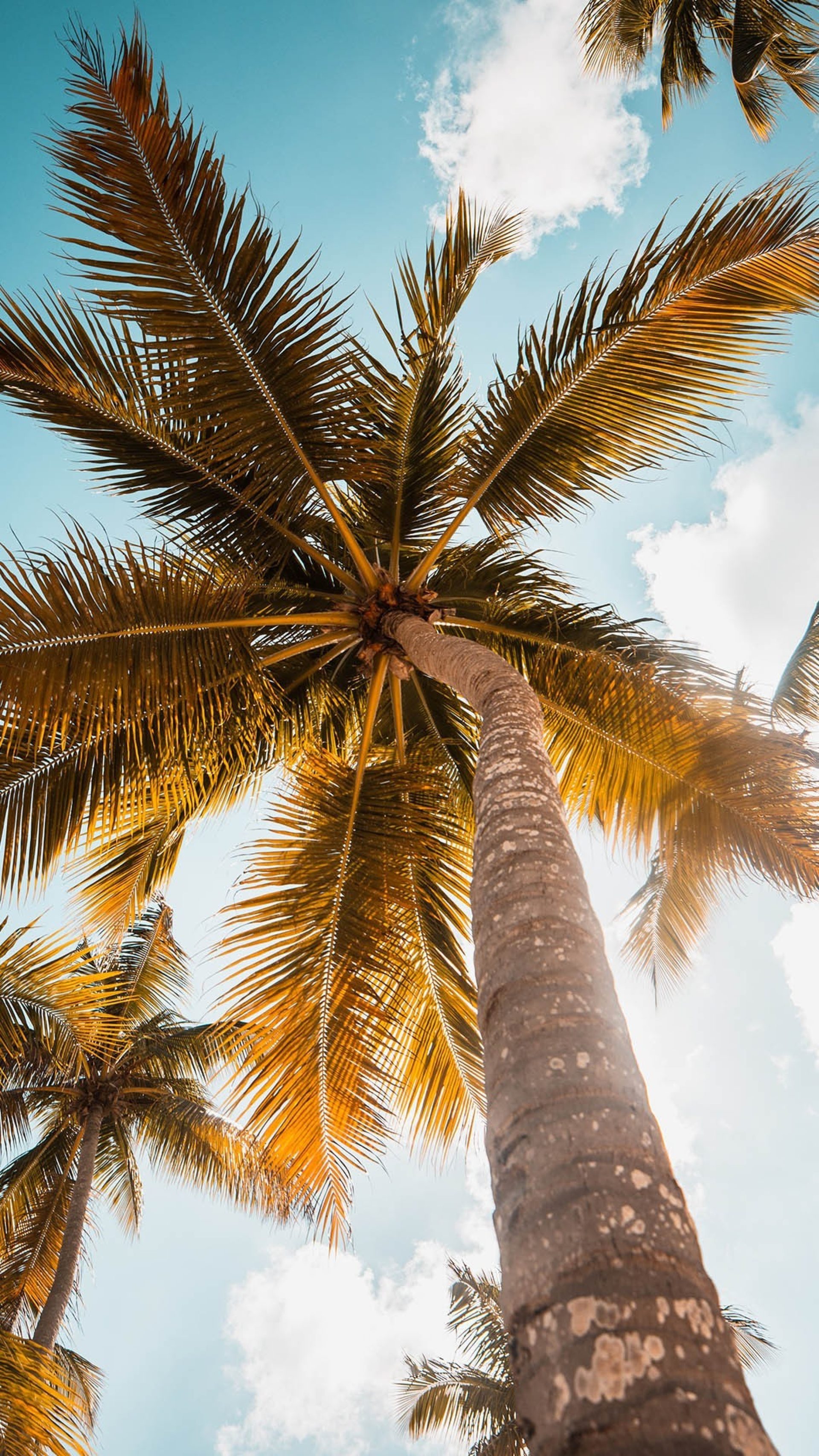 Palm Tree