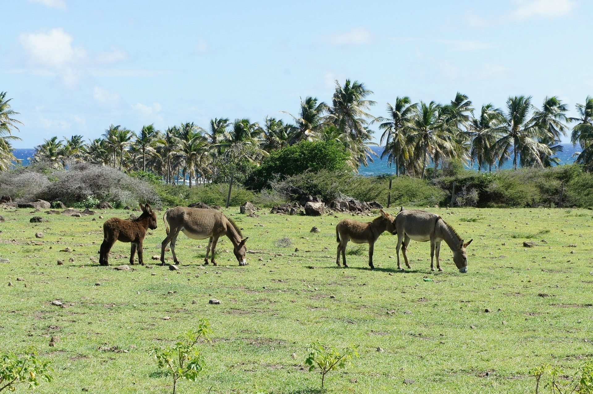 Nevis 1104740 1920